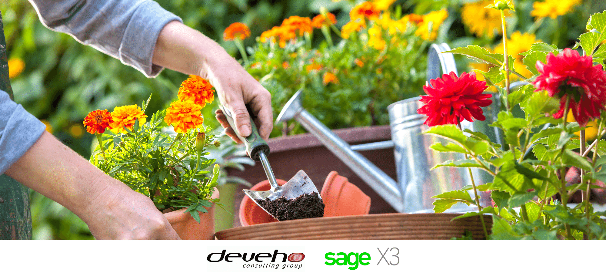 Cum a reușit o companie de grădinărit să se extindă cu ajutorul ERP-ului Sage X3 oferit de Deveho Consulting?